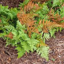Fern