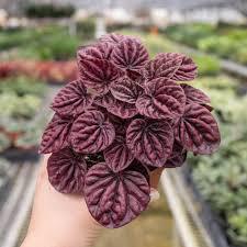 Peperomia