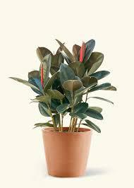 Ficus