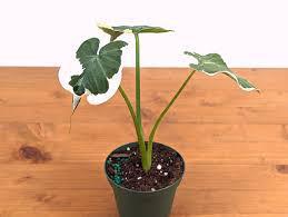 Alocasia