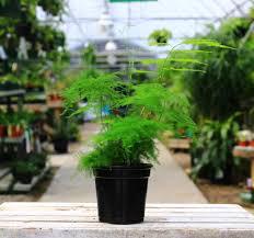 Fern