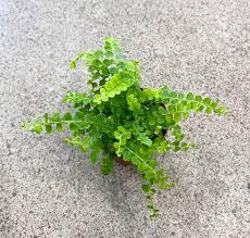 Fern