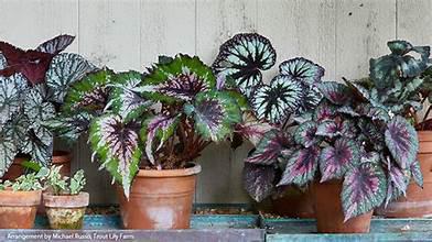 Begonia