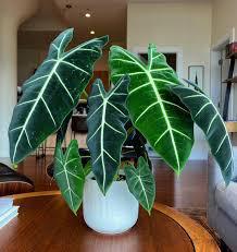 Alocasia