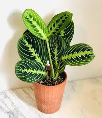Maranta Lemon Lime