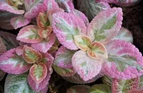 Episcia