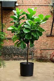 Ficus Lyrata - Fiddle Leaf Fig