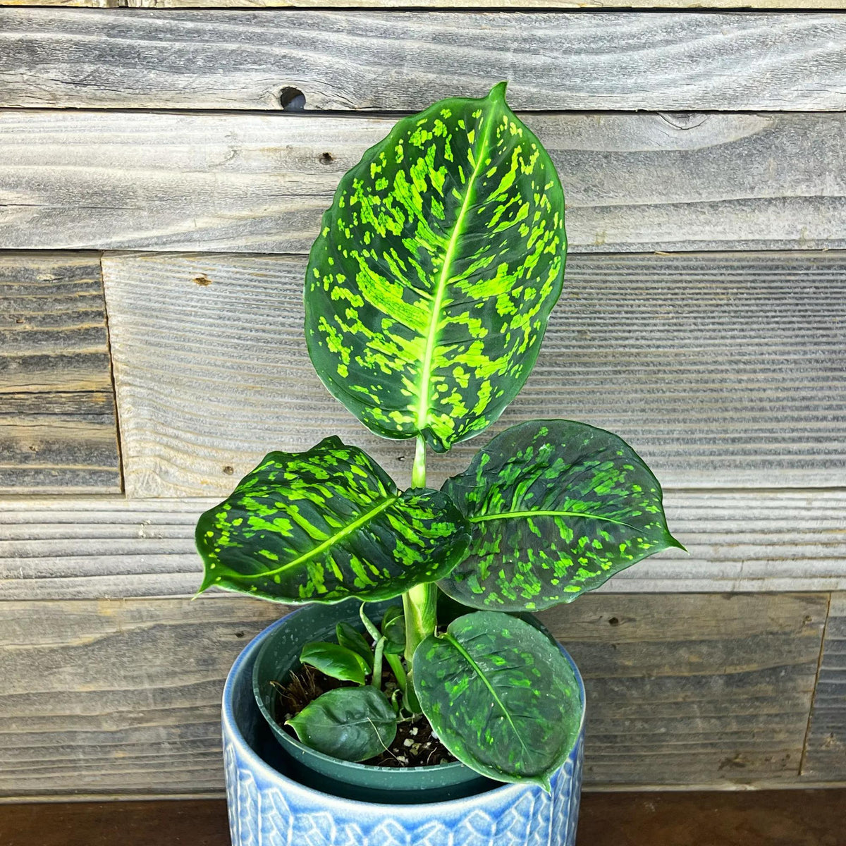 Dieffenbachia