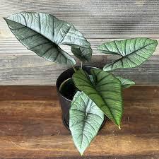 Alocasia