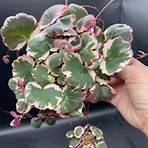 A hand holds a Begonia from The Healing Hedge Witch—green, heart-shaped leaves with creamy white edges and pink stems. Thrives in bright indirect light, moderate water; not pet friendly. Shown against a dark background.