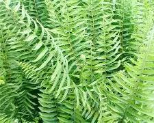 Fern