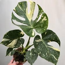 Monstera