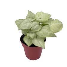 Syngonium
