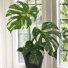 Monstera