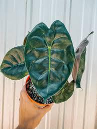 Alocasia