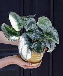 Scindapsus