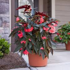 Begonia