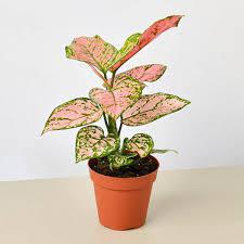 Aglaonema