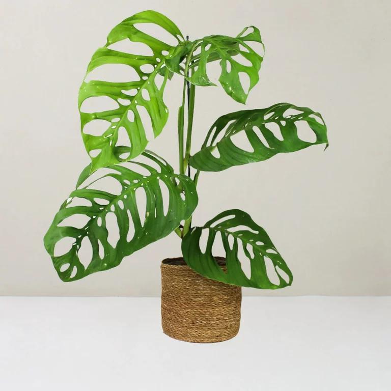 Monstera