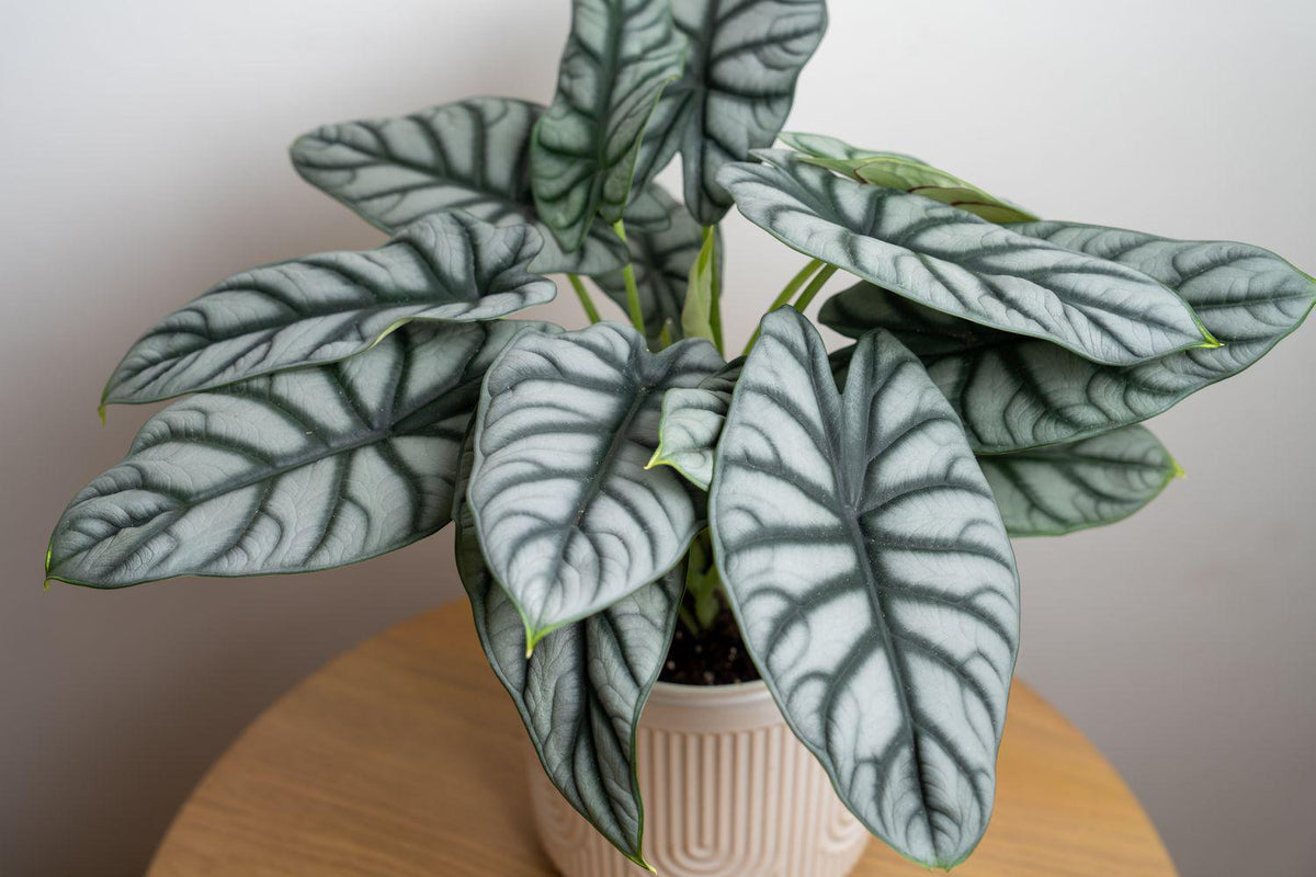 Alocasia