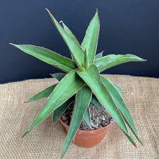 Sanseveria