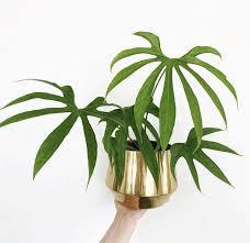 Anthurium