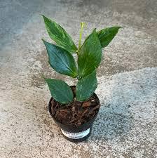 Hoya