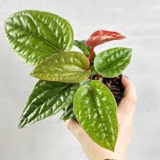 Anthurium