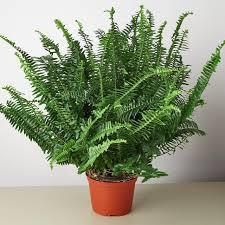 Fern