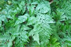 Fern