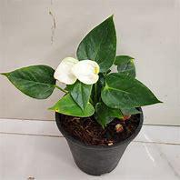 Anthurium
