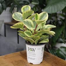 Peperomia