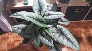 Alocasia