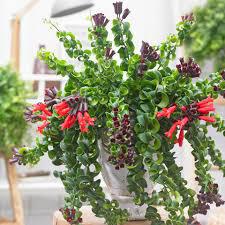 Aeschynanthus sp. Lipstick Twist