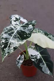 Alocasia