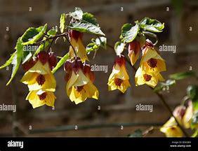 Abutilon Trailing Chinese