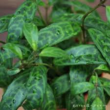 Aeschynanthus sp. Lipstick Twist