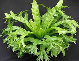 Fern