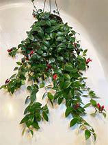 Aeschynanthus