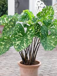 Alocasia