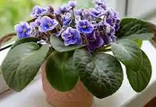 African Violet