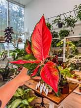 Aglaonema