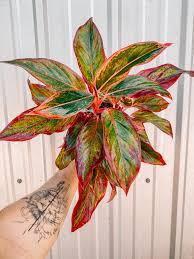 Aglaonema sp. Creta