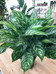 Aglaonema sp. Emerald Beauty