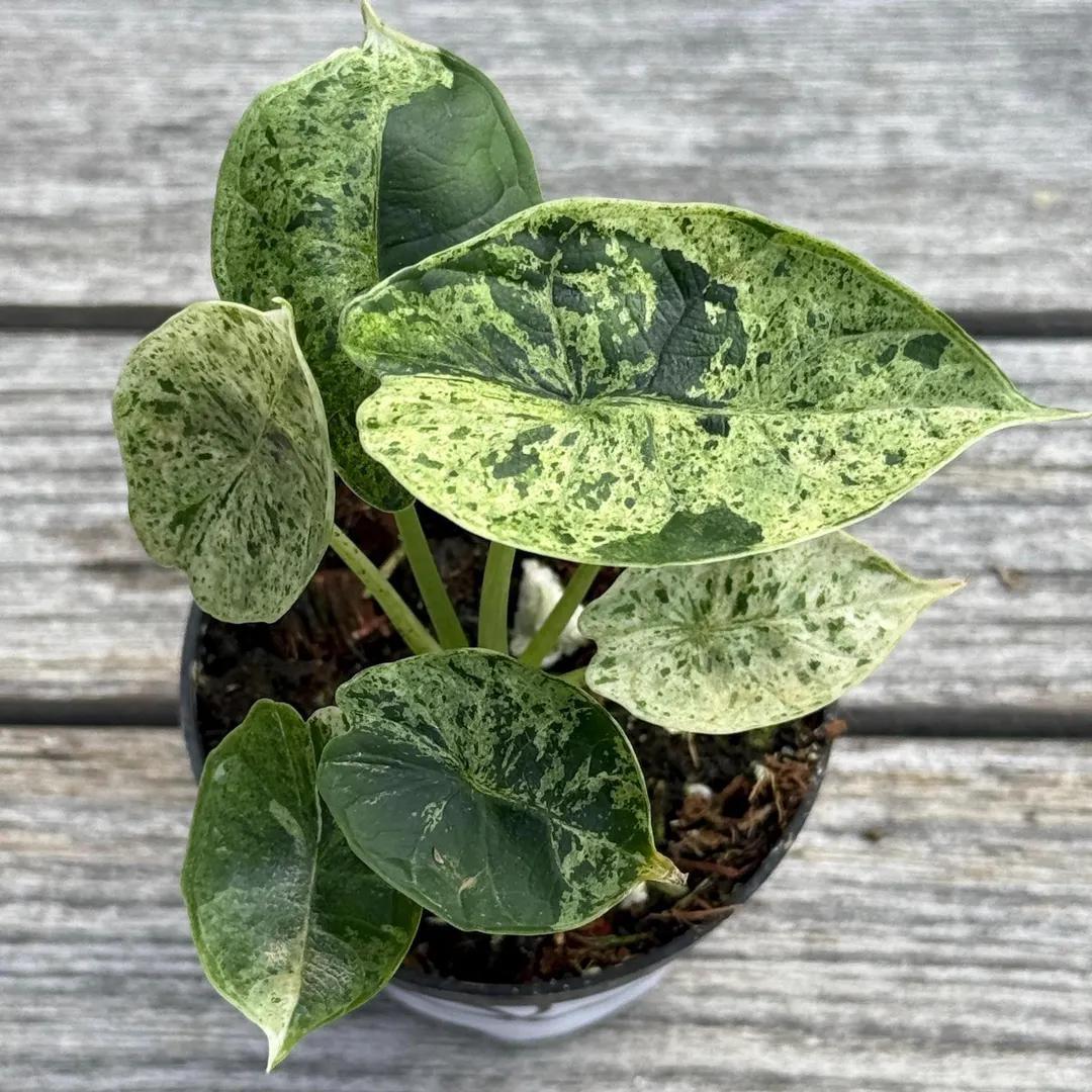 Alocasia