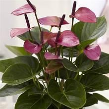 Anthurium
