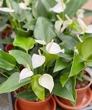 Anthurium