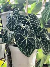 Anthurium