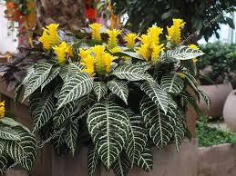 Aphelandra (Zebra Plant)