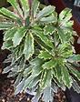 Aralia Bianca